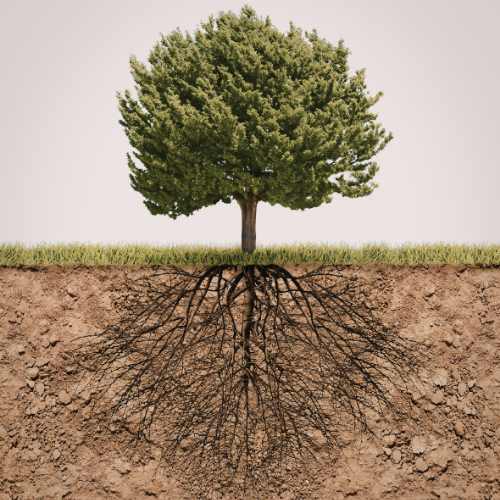 restorative justice tree model